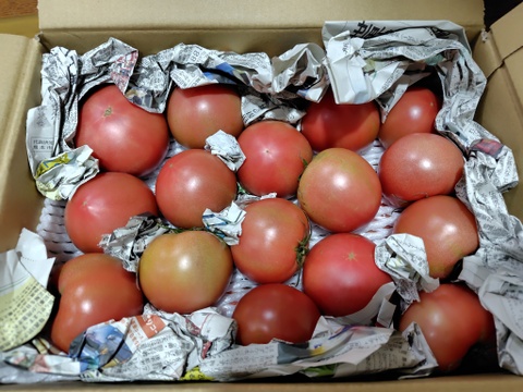 お母さんスタッフいちおし!!熊本県八代産訳ありトマト『おっぺしゃん』４kg