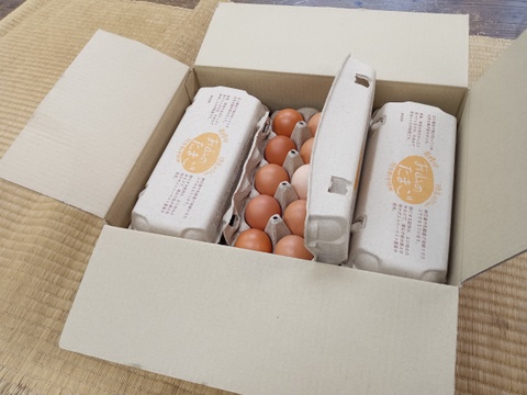 一滴でも美味しい！お山のたまご10個入り×6パック