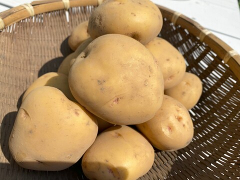 ホクホク系代表！絶品キタアカリ　2㎏