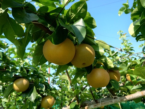 梨『あきづき』　２kgサイズ箱　家庭用　シャリシャリ、ジューシーであまい梨！