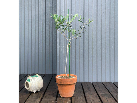 オリーブ 鉢植え 「カラマタ」 シンボルツリー 観葉植物