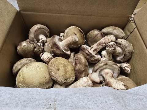 開いた膜でも旨みそのまま❗極旨しいたけ★【800ｇ】