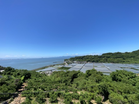 海岸育ち！甘い種無し完熟シャインマスカット２-3房　約1000g　以上　九州　熊本　特別栽培