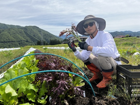 朝採れ！自然栽培野菜4種の極上サラダセット　700g