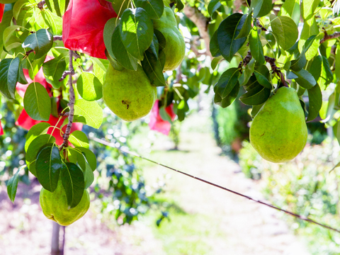 信州産　ル・レクチェ　ルレクチェ　約5kg（10～20玉）　洋ナシ　西洋なし