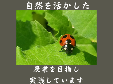 有機小豆23ｋｇ (１kg袋×23）北海道の大地で育ったふっくら柔らか「きたろまん」 １２月１８日ころから発送を開始予定