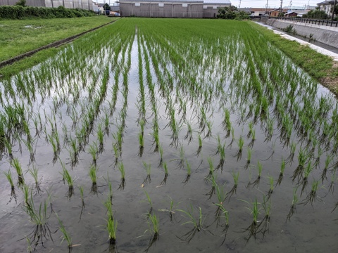 【R3年度産 玄米2kg】農薬・肥料を使用せずに大事に育てたお米です