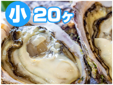 徳島県産 天然 岩牡蠣
【小  ２０ヶ入】