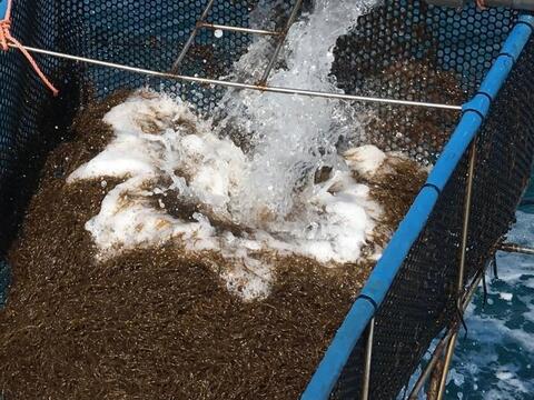そのまま食べれる！洗いもずく　生もずく　沖縄県産　500g　期間限定！！