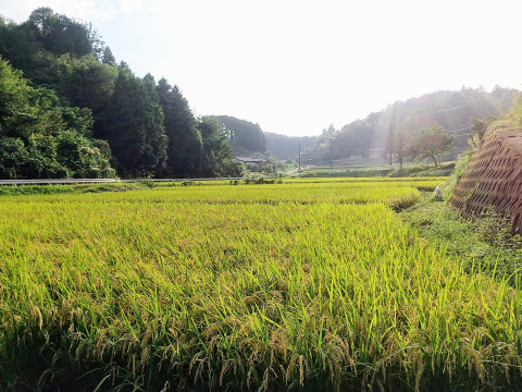 【令和7年新米】最高評価「特Ａ」獲得の極上米 ミネアサヒ 5kg 化学肥料不使用 農薬節減栽培 白米 玄米 ギフト対応可