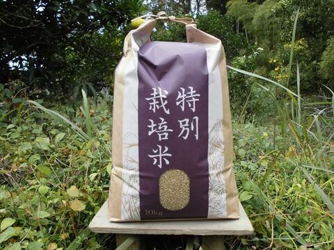 有機JAS認証【農薬不使用「はりまもち」玄米10kg】甘くてよく伸びるもち米 2025年兵庫県産「タガメの里・自然米」