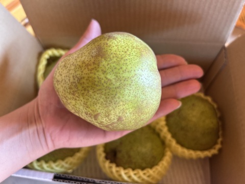 【限定30箱】山形特選ラフランス【お試し小玉1.5キロ】