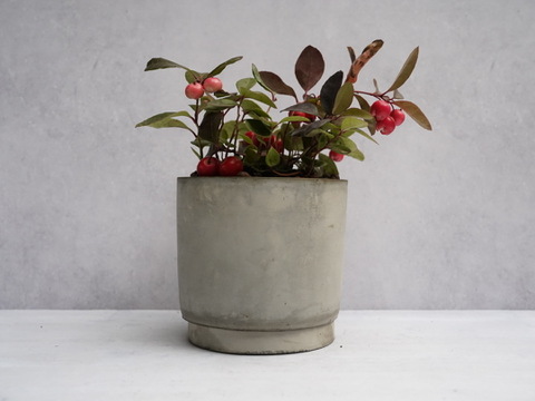 ミニ盆栽【チェッカーベリー × グレー陶器】高さ約17cm×横約19cm【夜市限定】