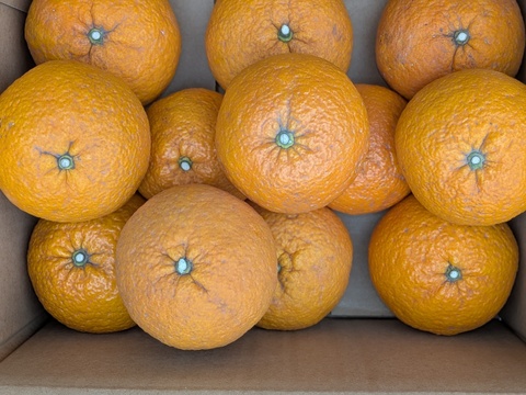 食べ頃『甘夏』1.9kg 甘味と酸味が程よい福岡産