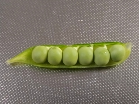 予約販売【自然栽培】グリンピースとひと味違う「うすいえんどう」(2kg)