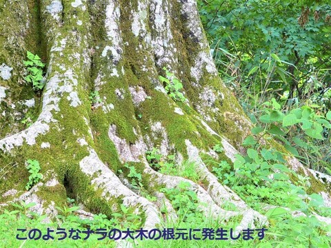 「天然まいたけ」500g~ 炊込みごはん 天ぷら 香り良く絶品 山形産 予約