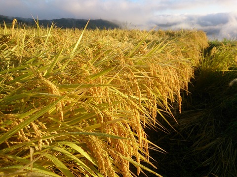 令和6年 長野県飯綱町産コシヒカリ 白米 10kg(5kg×2袋）：長野