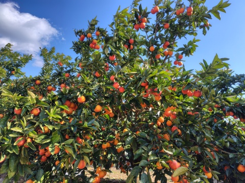 【アワード受賞福袋】ブラッドオレンジ「モロタロ福袋」　約5kg