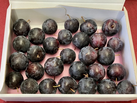 ゴロッとあまいバイオチェリー(1kg)