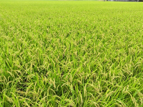 訳あり　カメムシ被害　新米　白米　森のくまさん　5kg　令和7年度産　熊本県産　無洗米　hiroファーム