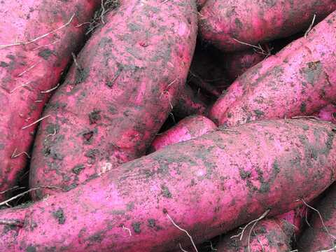 1.5kg⭐️訳あり⭐️熟成ベニアズマ⭐️《超特価！》