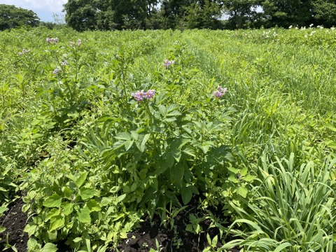 栽培期間化学肥料・農薬不使用！珍しいしっとり美肌はるか5kg