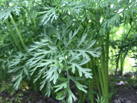 【小動物のおやつに最適！】ドライにんじん葉（15g）