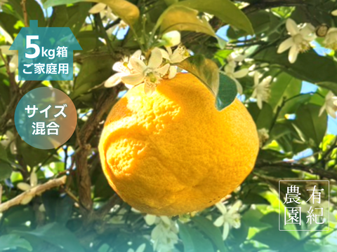 初夏の甘酸っぱさ🍊甘夏【家庭用・サイズ混合・5kg箱】