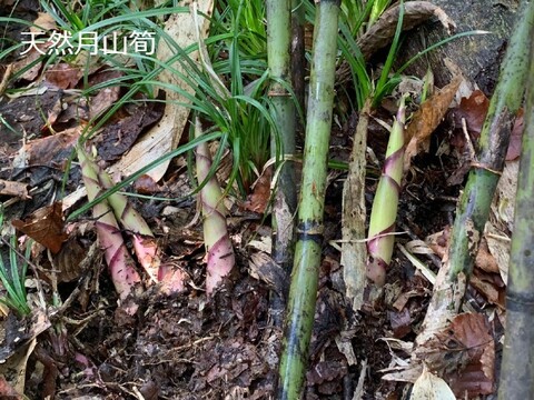 天然月山筍(細竹)水煮 極太の細竹 200gｘ2袋 山形産 簡単調理