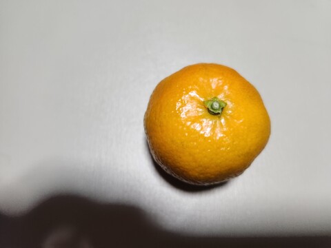 静岡県産　シークヮーサー　1kg