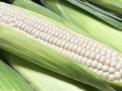 (12本入) 信州産｜New！生糖もろこしwhite｜生で甘～いフルーツコーン