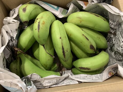 【期間限定】島バナナ　1.5ｋｇ