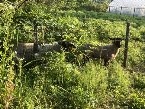 自然栽培♪在来梅9kg