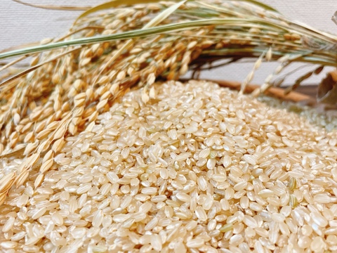 自然栽培米　令和7年産　コシヒカリ　玄米29キロ