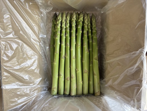 【受賞記念&登録記念SELE🎊】那須塩原産アスパラガス｜2Lのみ｜朝採れ｜1.0kg｜じゅわっと春のごちそう