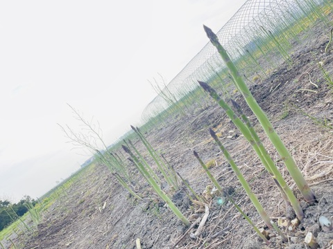 【北海道産】風のアスパラ 　栽培期間農薬不使用　サイズミックス500g