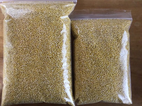 自然農で作りました！令和5年産もちきび400g