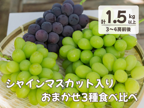 お盆シーズンにお届け可能　シャインマスカット入り　『岡山県産ぶどう』　おまかせ3種食べ比べセット　1.5キロ以上