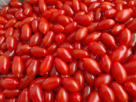 1日1注文限定品★アナタ史上最高のミニトマトに…【木曽の雫】有機栽培高糖度ミニトマト２００g×３Ｐ