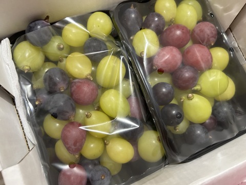 まるせい果樹園のぶどう3色MIX　パック詰め　　380ｇ×2ｐ　自家用　家庭用　ぶどうの実のみ ob5