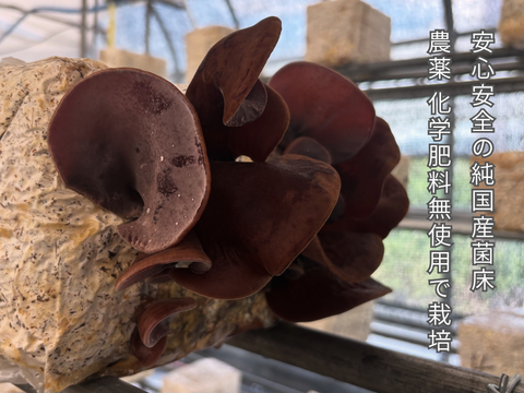 弾む食感がクセになる！『青森きくらげ』 1kg