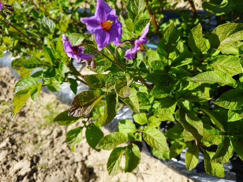 〘【自然栽培初物！！秋の野菜セット鶴首かぼちゃ・さつまいも・ニンニク・唐辛子】〙5500円固定種 在来種 ！!おまかせ野菜セット無肥料 農薬不使用 80サイズ【5キロ前後】　内容は時期により異なります