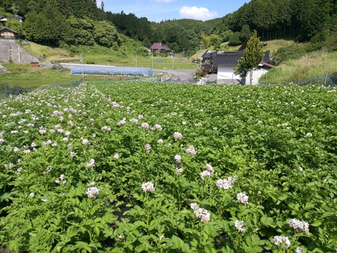 高原育ち有機JASメークイン１０kg（M～Lサイズ）