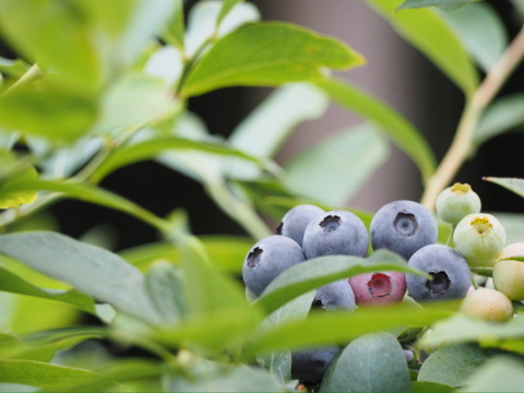 【定期便専用】３kg大粒冷凍ブルーベリー　農薬不使用「るりしずく」