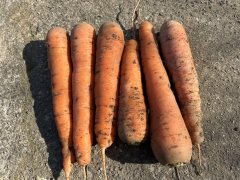 香りも味も濃い！黒田五寸人参3kg