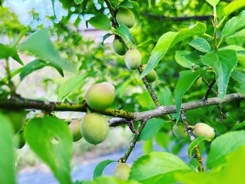 3本セット暑い夏を乗り切ろう！クエン酸たっぷり 梅シロップ  4倍希釈時25%うめ果汁入り飲料 （550ml×3本）栽培期間中農薬不使用