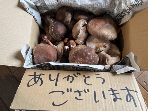 【ジャンボもおチビも！】個性豊かな、ちょいワル椎茸　1㎏　【収穫3日以内】