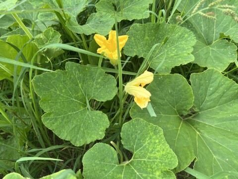 ☆有機JAS認証☆鶴首かぼちゃ約1.5㎏