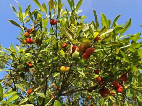 ★最終品！　自然栽培　ヤマモモ　1キロ～　秀峰　秀光　チルド便