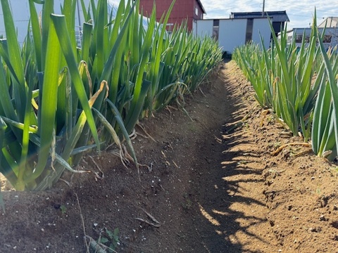 有機栽培 オーガニック JAS認証 長ネギ 3本 石川県産